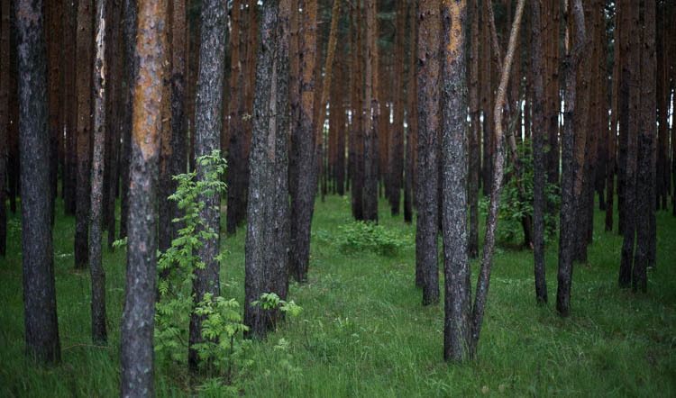 фото лес