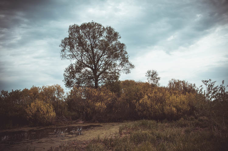 Дерево, пейзаж Nikon D300 Sigma 17-55mm