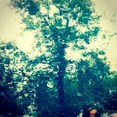 дерево дождь инстаграм