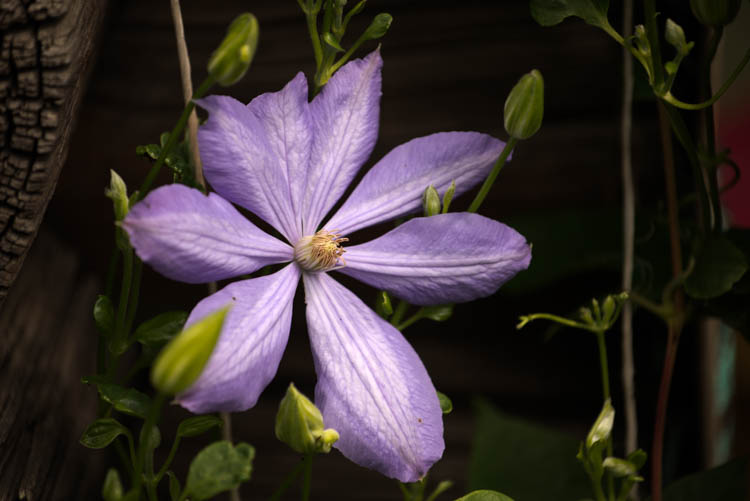 цветок на nikon 70-200mm f/4g