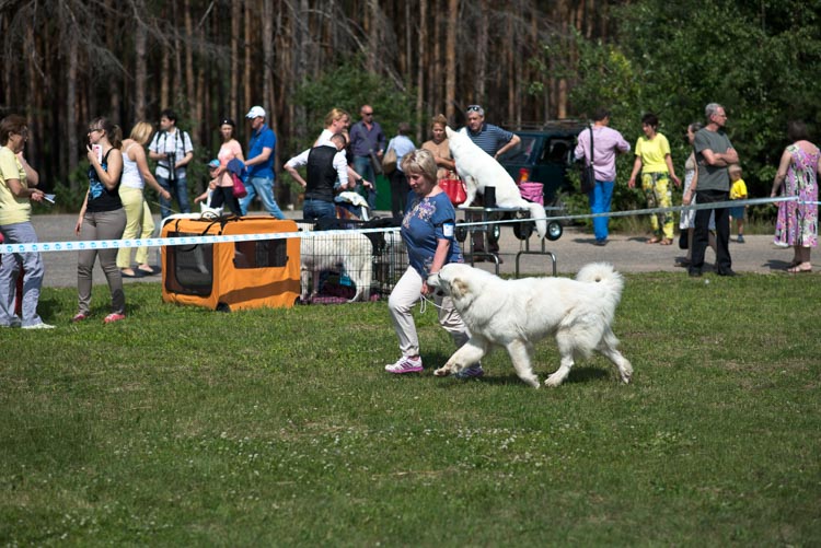 Большая белая собака выставка Владимир 2014